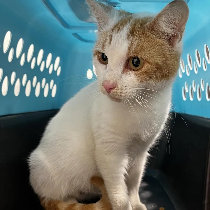 A young medium-sized female White Domestic Short Hair cat named Hilary for adoption in Clearwater, FL