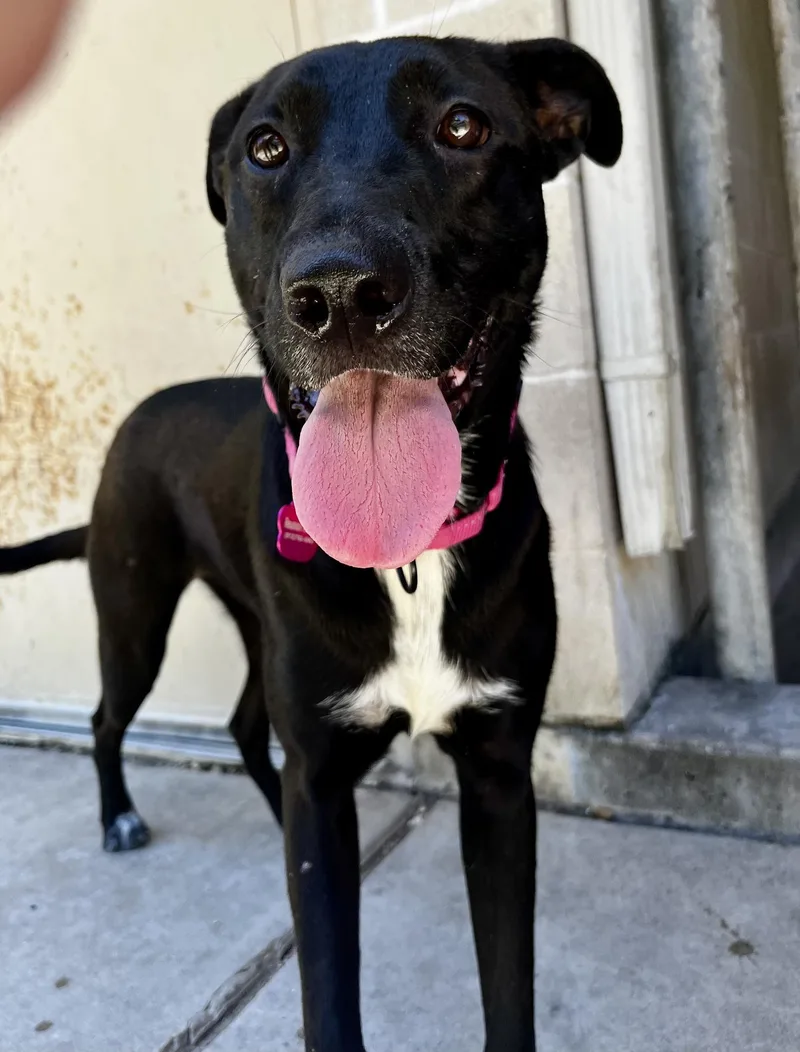 A young medium-sized female Black German Shorthaired Pointer dog named Yolanda for adoption in Austin, TX