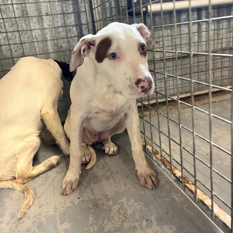 A baby medium-sized female White / Cream Mixed Breed dog named Somersault for adoption in Moab, UT