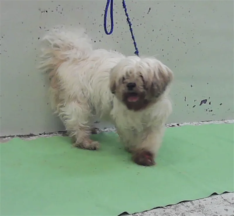 A senior small-sized female Shih Tzu dog named Zoey for adoption in Houston, TX