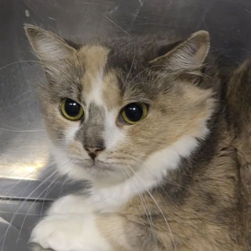 An adult small-sized female Calico Domestic Medium Hair cat named Flora vinic for adoption in Natick, MA