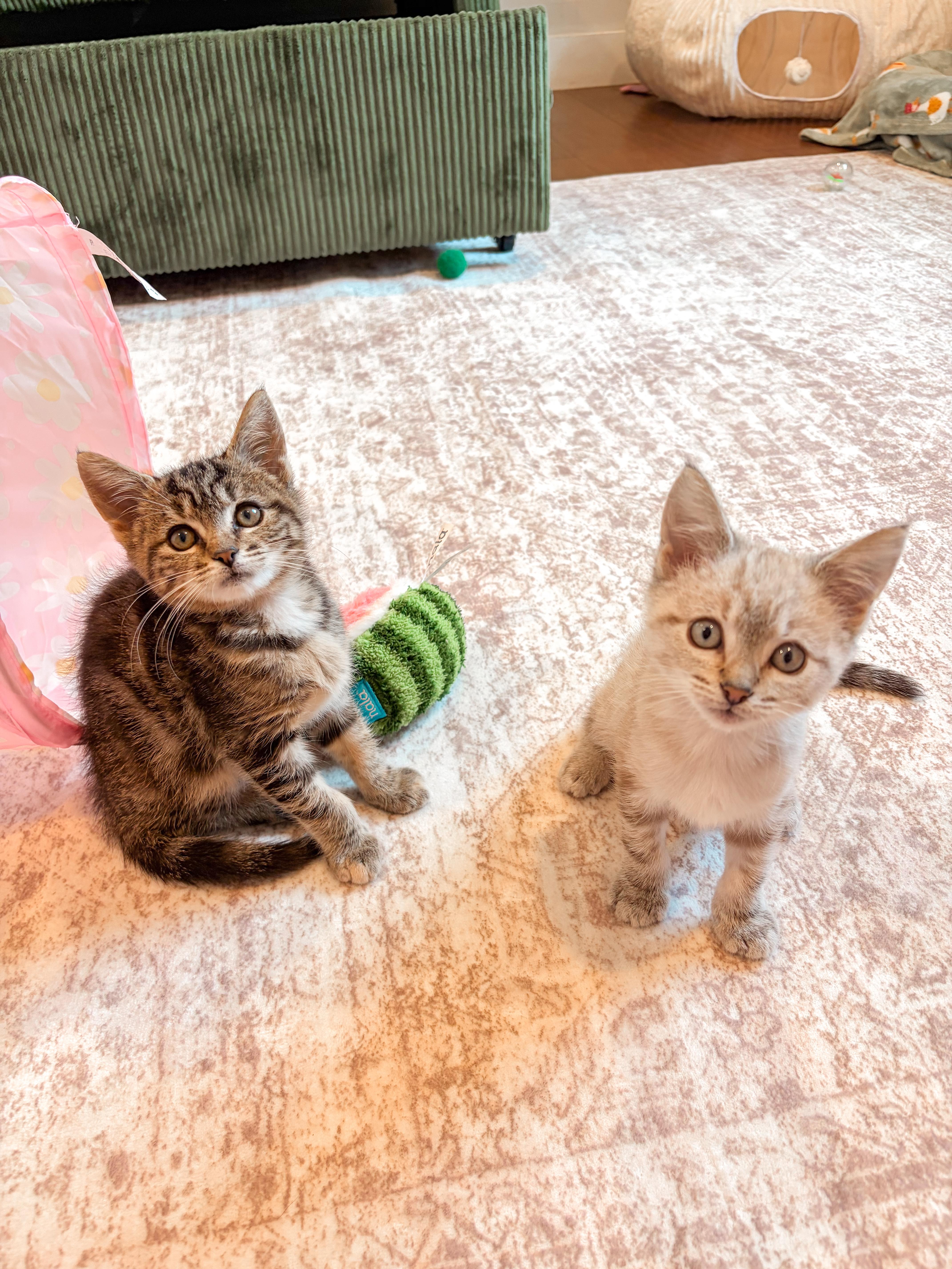 A baby medium-sized male Siamese cat named Olive for adoption in Columbia, MD