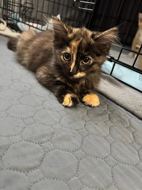 A baby small-sized female Domestic Long Hair cat named Fifa for adoption in Saint Peters, MO