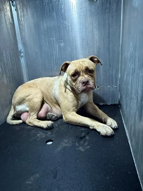 An adult medium-sized female American Staffordshire Terrier dog named Carolina for adoption in San Antonio, TX