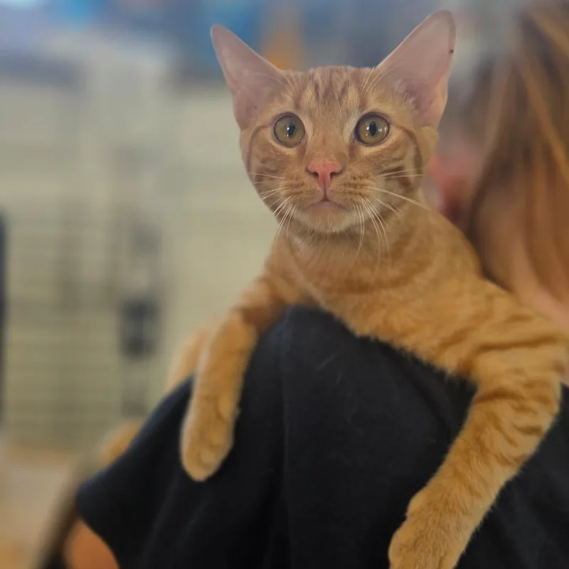 A baby medium-sized male Orange / Red Domestic Short Hair cat named Morris for adoption in Chapel Hill, NC