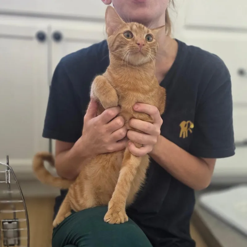Morris thumbnail 2