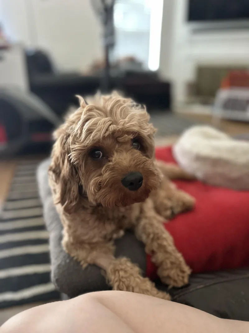 Hercules thumbnail 3