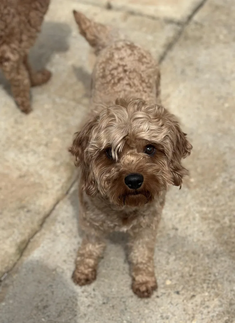 Hercules thumbnail 4