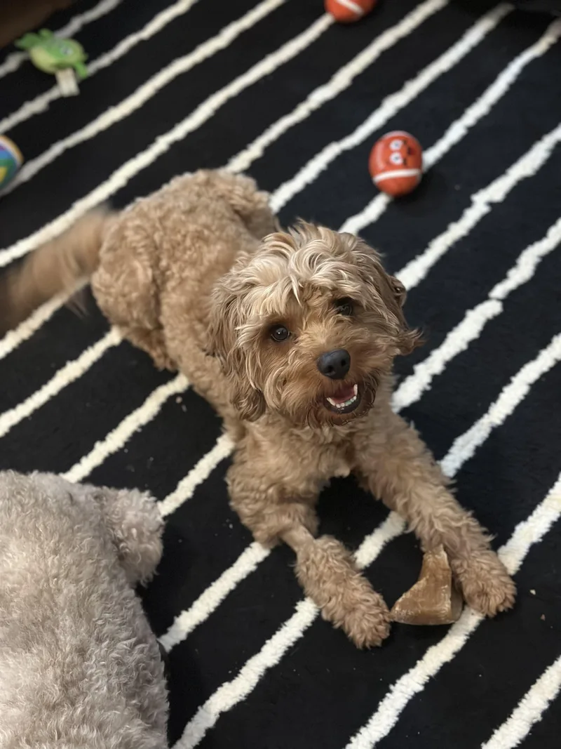 Hercules thumbnail 5