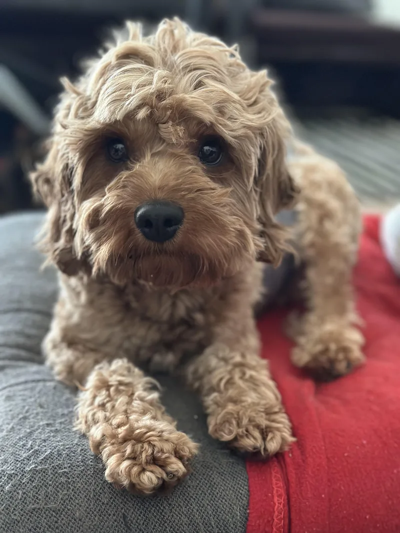 Hercules thumbnail 6