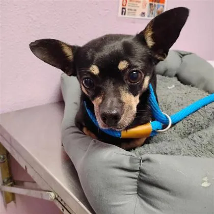 An adult small-sized male Chihuahua dog named 61793877 for adoption in El Paso, TX