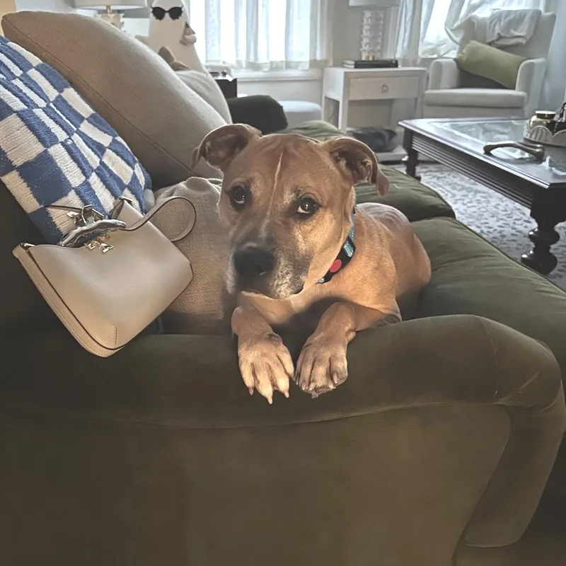 An adult medium-sized male Yellow / Tan / Blond / Fawn Pit Bull Terrier dog named Cheese Fee Sponsored for adoption in Alexandria, VA