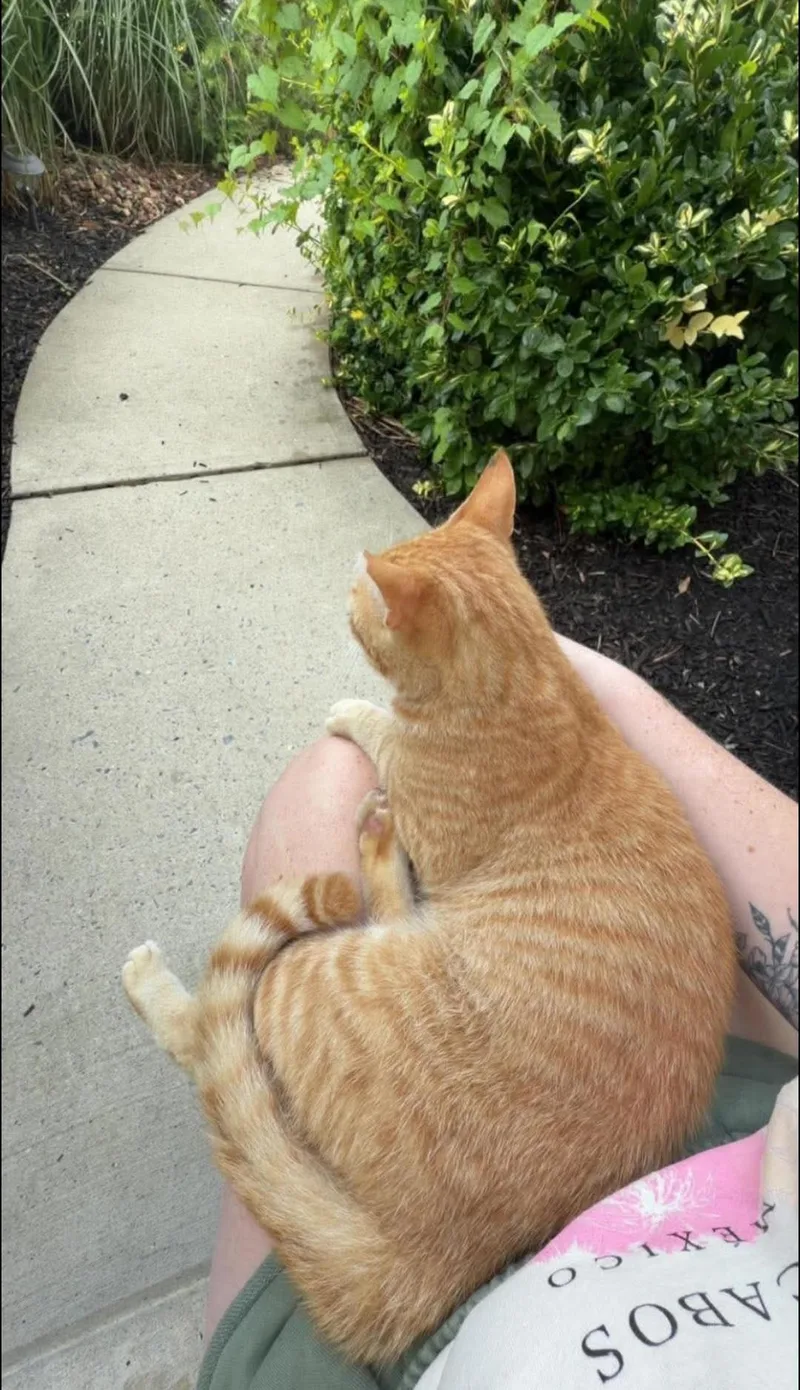A young medium-sized male Tabby (Tiger Striped) Domestic Short Hair cat named Simba for adoption in Freemansburg, PA