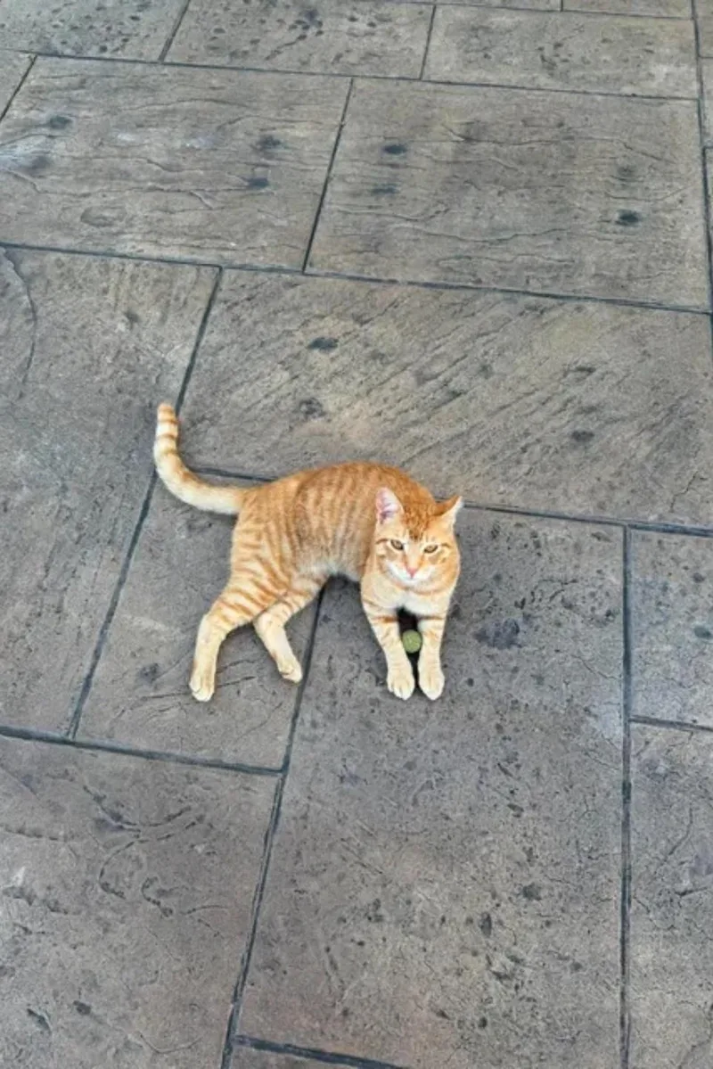 Simba thumbnail 2