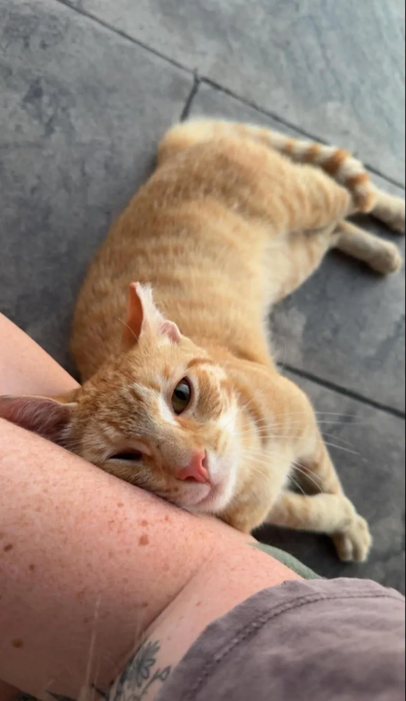 Simba thumbnail 4