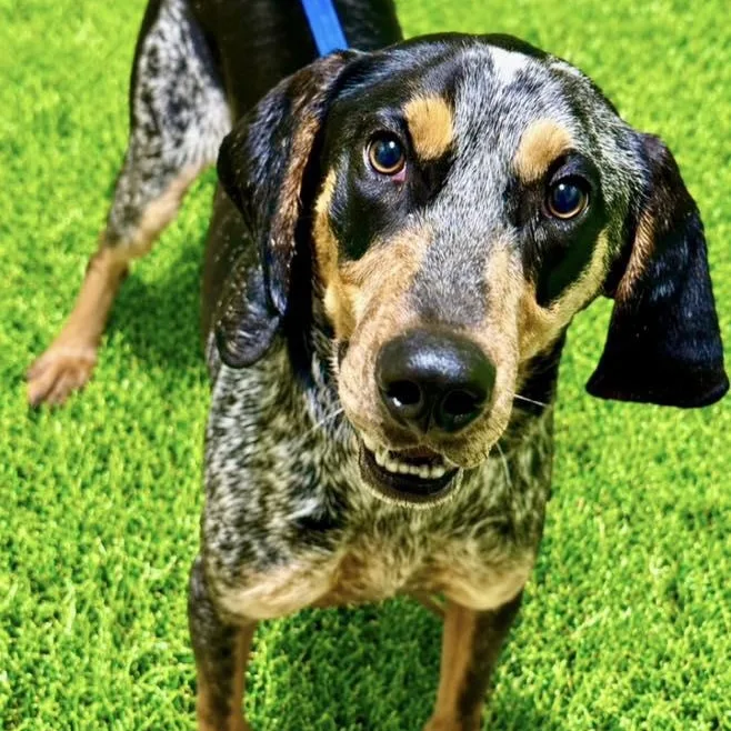 A young medium-sized male Tricolor (Brown, Black, & White) Bluetick Coonhound dog named Fox for adoption in Battle Creek, MI