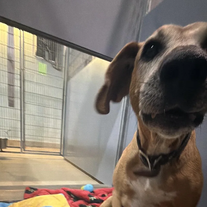 A senior medium-sized female Mixed Breed dog named Frisbee for adoption in Fredericksburg, VA