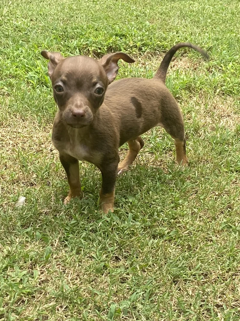 A baby small-sized male Brown / Chocolate Chihuahua dog named Titan for adoption in Kannapolis, NC