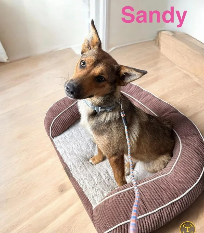 A young medium-sized female Australian Shepherd dog named Sandy for adoption in Camden, TN