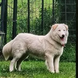 Kodah