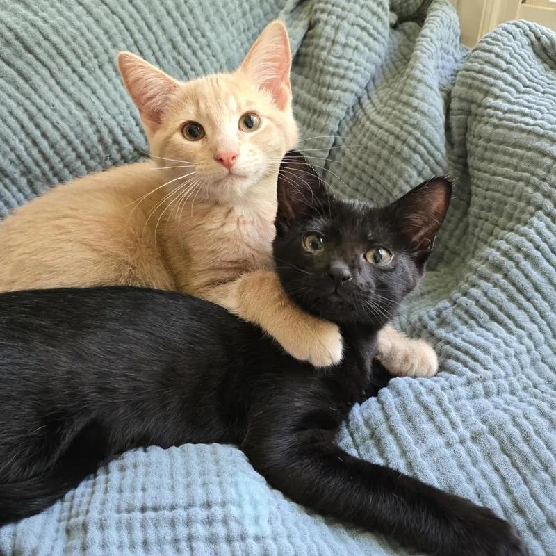 Gemelli