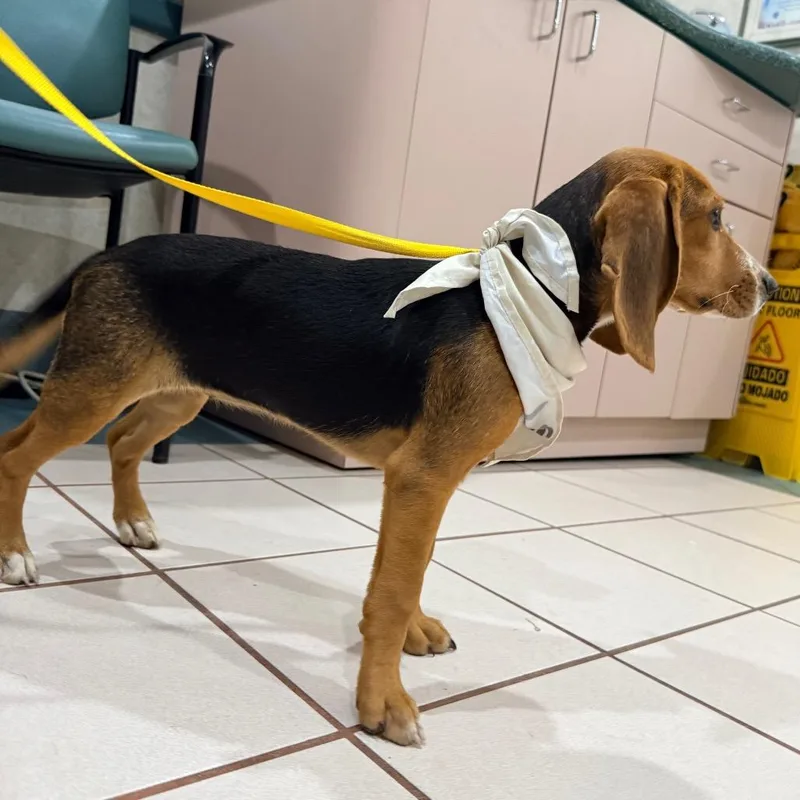 A baby small-sized female Black Beagle dog named Maxine for adoption in Miami, FL