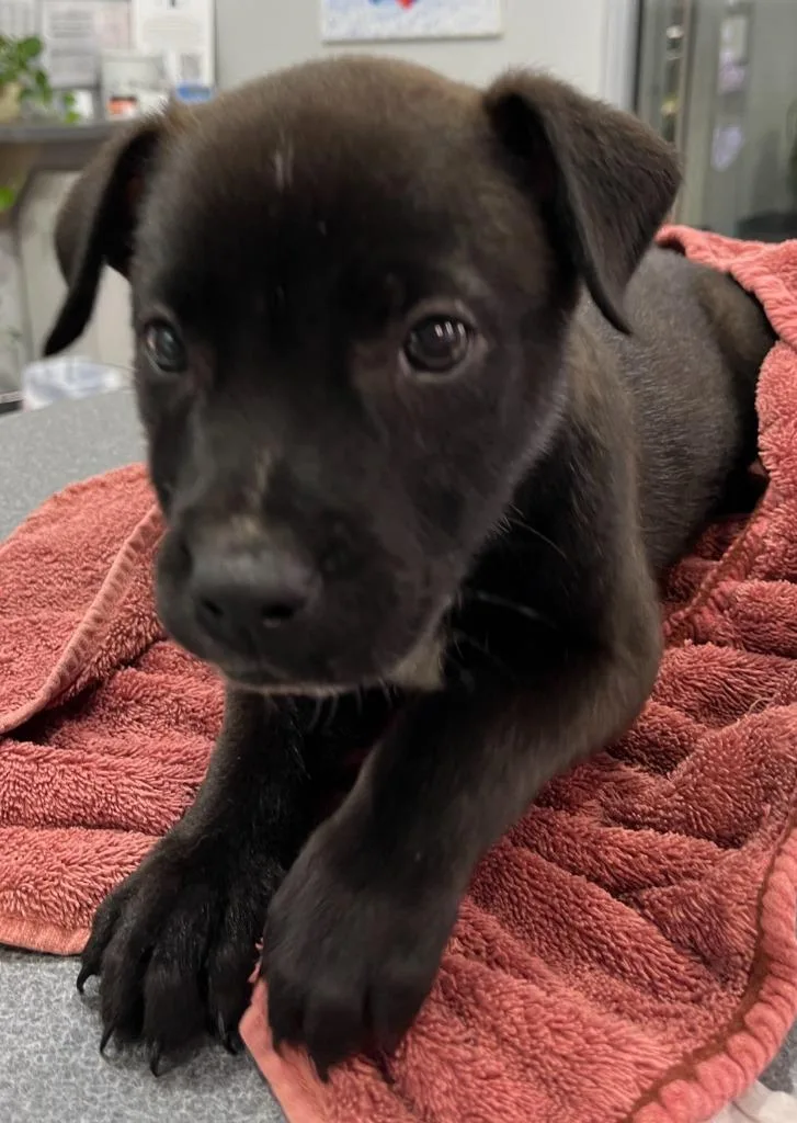 A baby medium-sized male Australian Cattle Dog / Blue Heeler dog named Cole for adoption in Richland Hills, TX