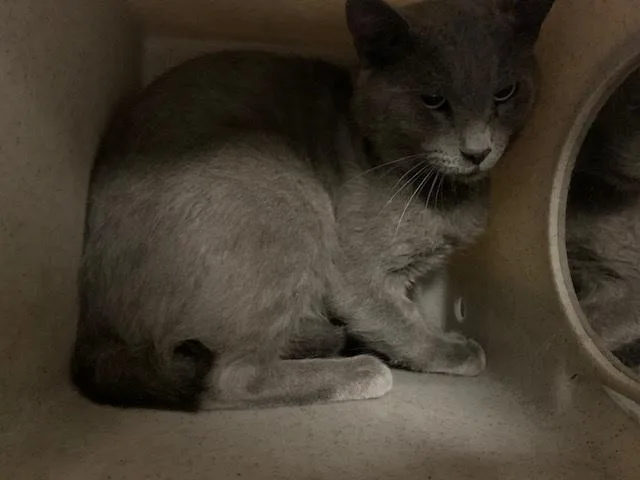 An adult small-sized male Domestic Short Hair cat named A for adoption in Moreno Valley, CA
