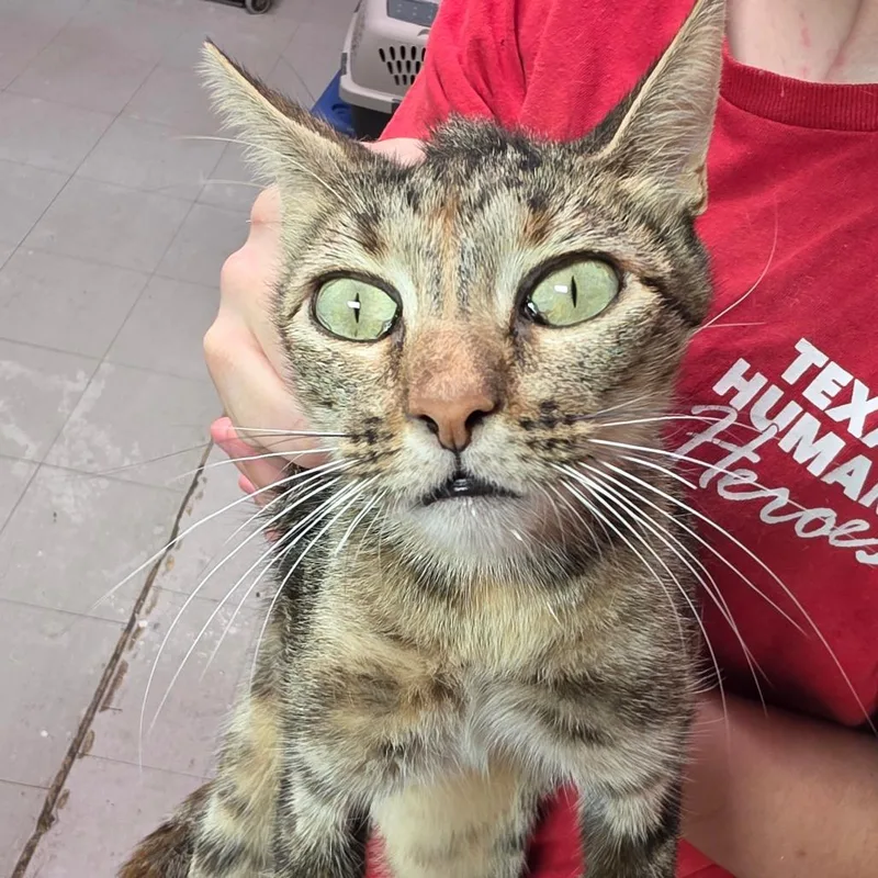 An adult medium-sized female Brown / Chocolate Domestic Short Hair cat named Pop Tart for adoption in Leander, TX