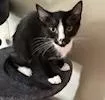 A baby medium-sized male Black & White / Tuxedo Domestic Short Hair cat named Fred for adoption in Ontario, NY
