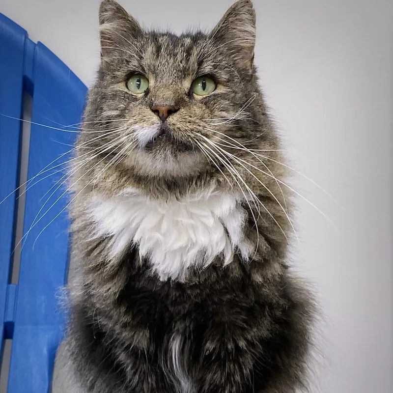 A senior large-sized male Brown / Chocolate Domestic Medium Hair cat named Mr. Tabby for adoption in Huntsville, AL