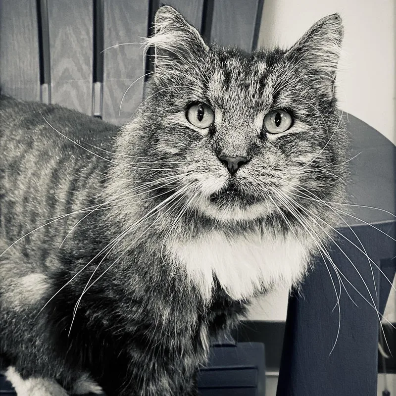 Mr. Tabby thumbnail 2