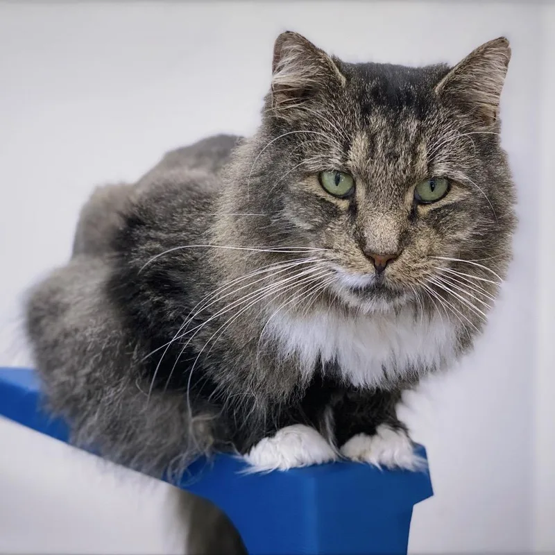 Mr. Tabby thumbnail 3