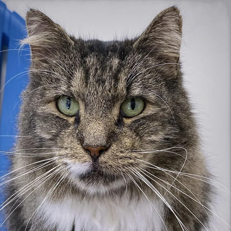 Mr. Tabby thumbnail 5