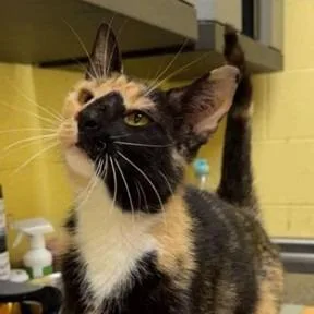 An adult medium-sized female Calico Domestic Short Hair cat named Autumn for adoption in New York, NY
