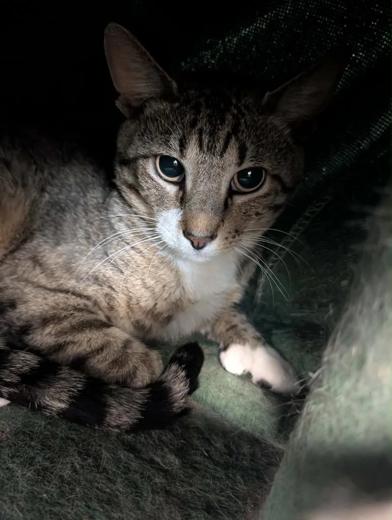 A young medium-sized female Tabby cat named Ashley for adoption in Grand Junction, CO