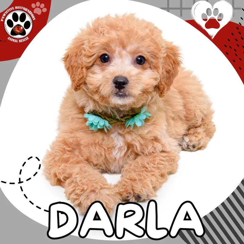 A baby small-sized female Apricot / Beige Cockapoo dog named Darla for adoption in Aurora, CO