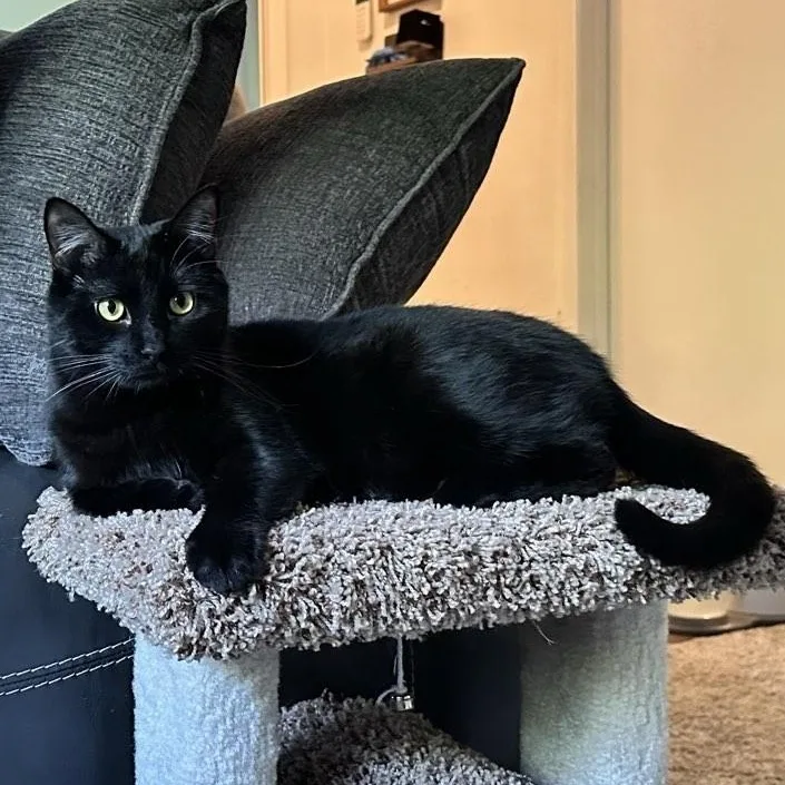 A young medium-sized male Black Domestic Short Hair cat named Charlie for adoption in Plymouth, MN