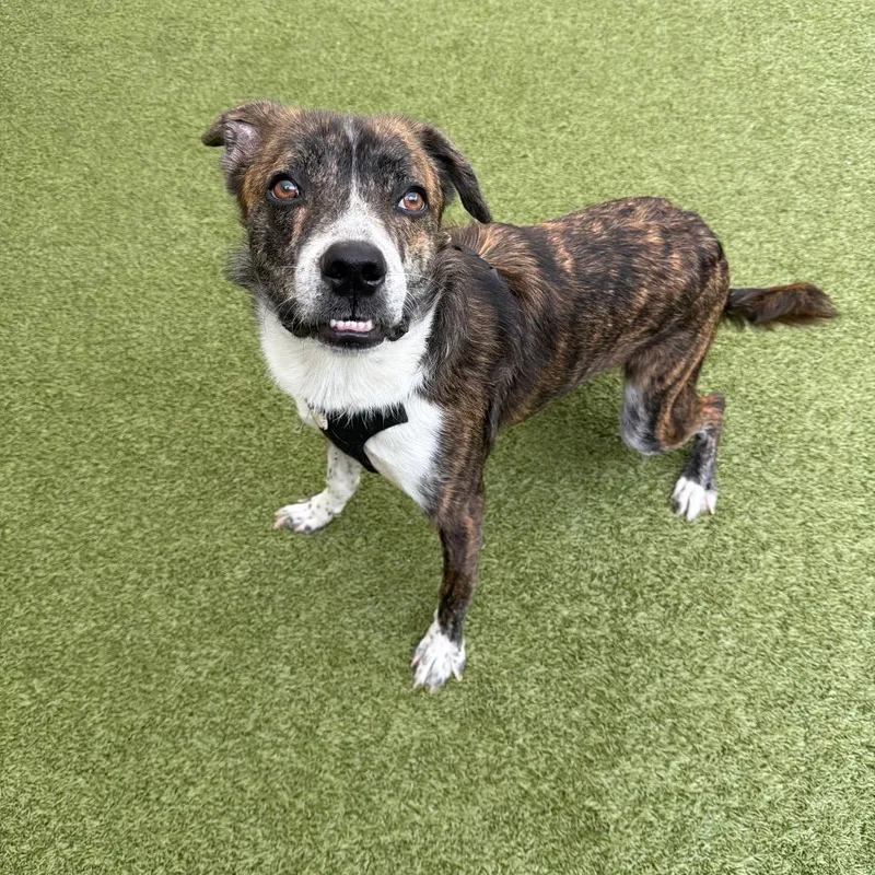 A young medium-sized male Brindle Mixed Breed dog named Cory for adoption in Titusville, FL