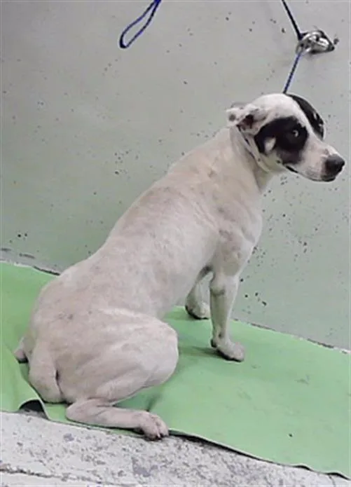 A young large-sized male Staffordshire Bull Terrier dog named Ted for adoption in Houston, TX