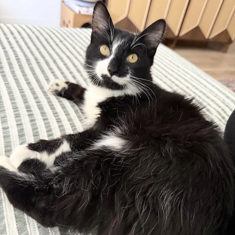 Valentine thumbnail 2