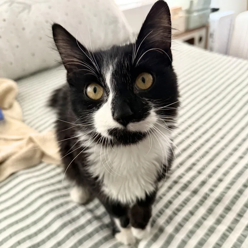 Valentine thumbnail 3