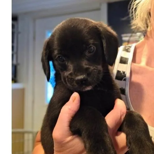 A baby small-sized male Black Mixed Breed dog named Hank for adoption in Kittanning, PA