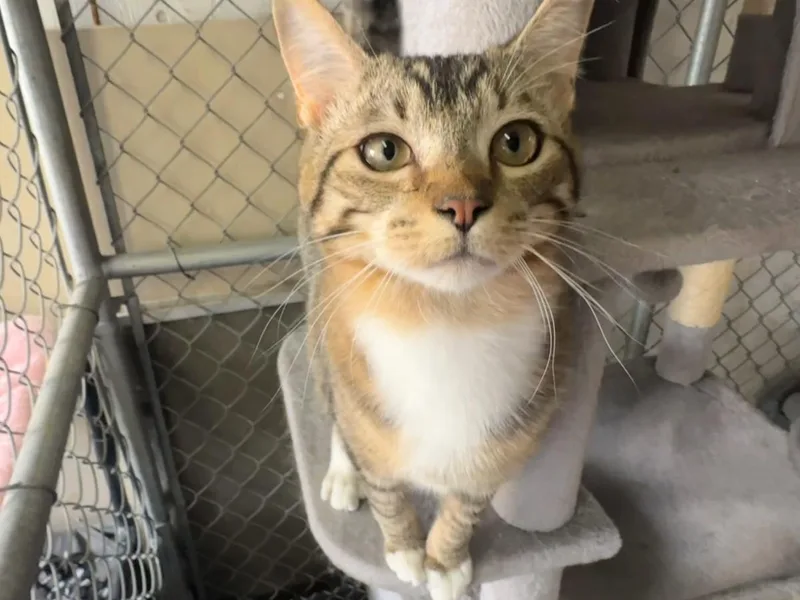 James Dean thumbnail 2