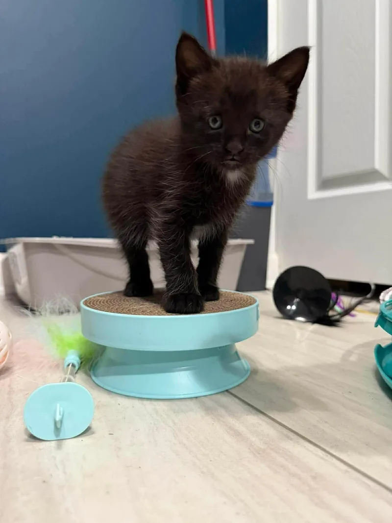 A baby small-sized male Black Domestic Short Hair cat named Binx for adoption in Saint Charles, MO