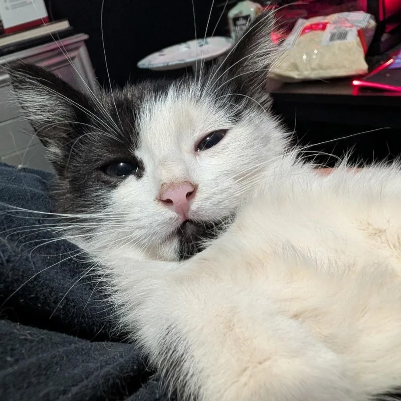 A baby small-sized male Black Domestic Short Hair cat named Fish for adoption in Layton, UT