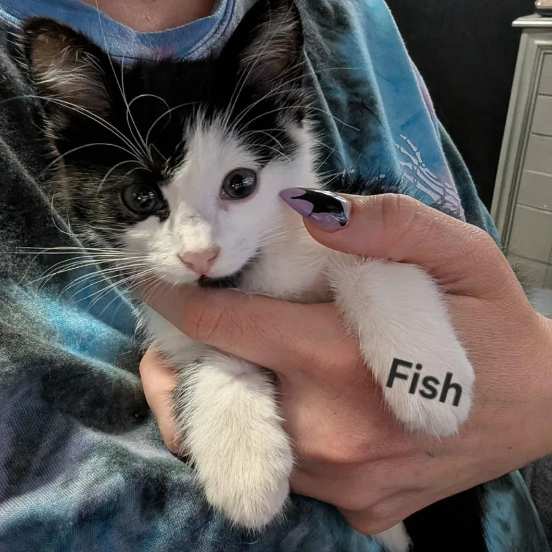 Fish thumbnail 2