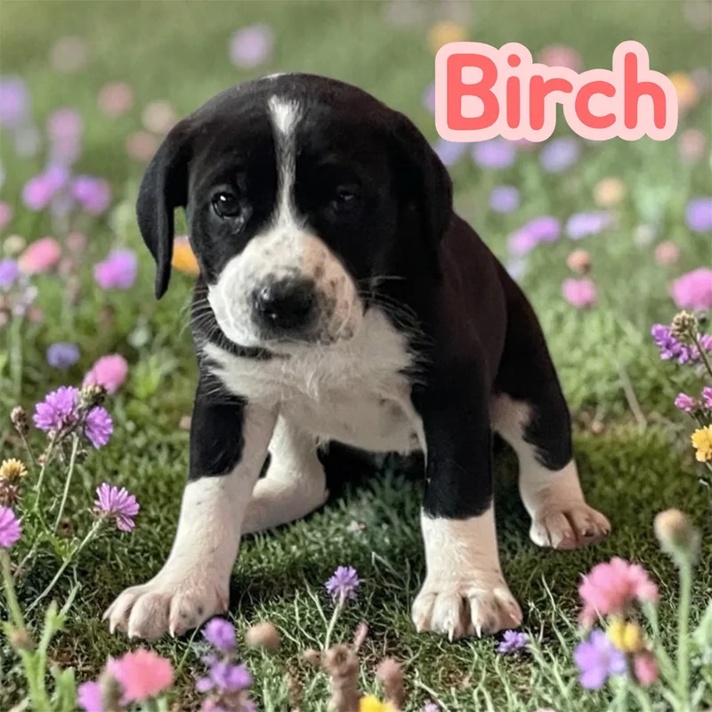 Birch