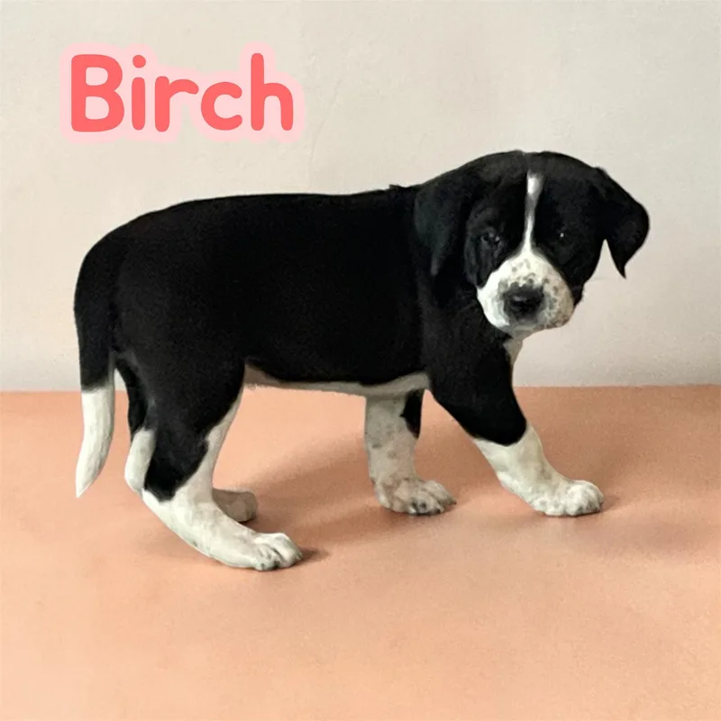 Birch thumbnail 2