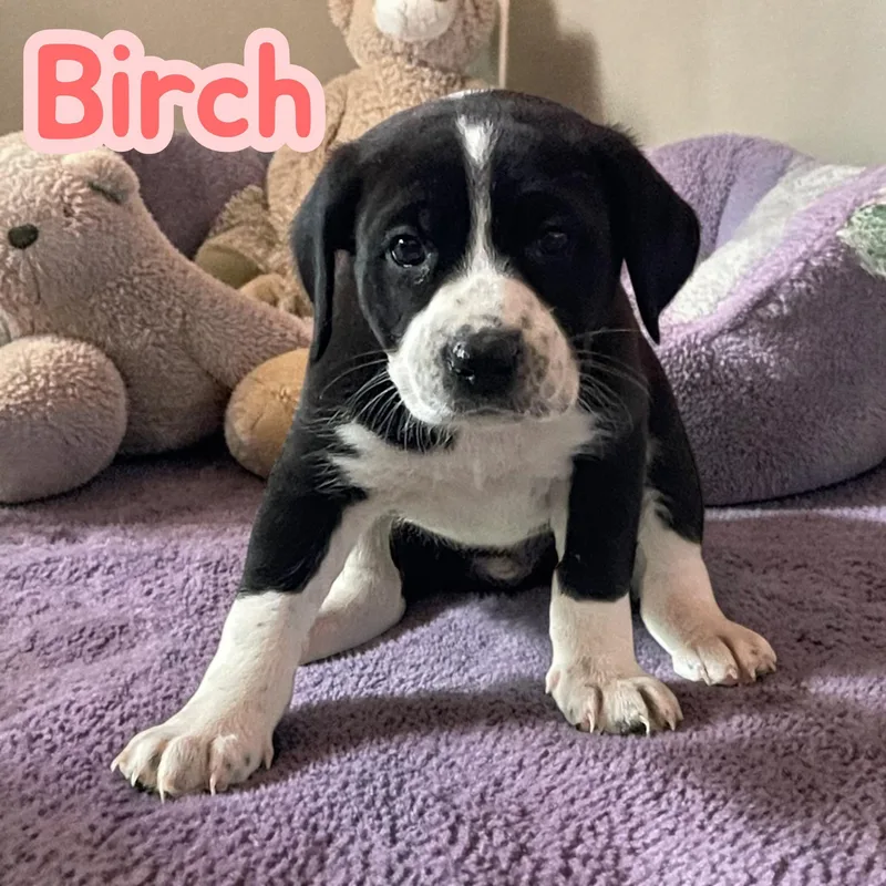 Birch thumbnail 3